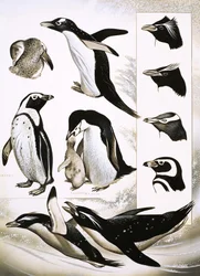 Looking at Nature: What are Spheniscidae Penguins!