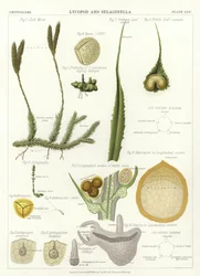 Lycopod and Selaginella