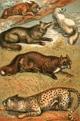 Lynx, Cross Fox, Arctic Fox, Common Fox and Cheetah