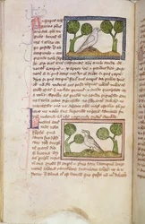 Page of Text with a White Hawk and a Nightingale, from a Bestiary
