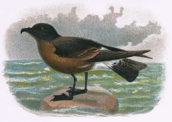 Madeira Petrel