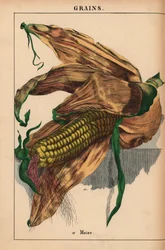 Maize, corn or sweetcorn, from 