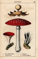 Many-cleft earthstar Geastrum, carmine Peziza, fly agaric Amanita muscaria, and flat-horned sphaeria mushrooms, from 