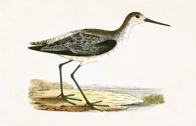 Marsh Sandpiper, illustration from 