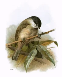 Marsh Tit