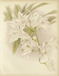 Masters Cymbidium