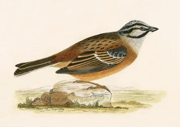 Meadow Bunting, Illustration from 