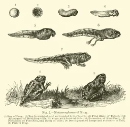 Metamorphoses of Frog