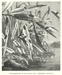Metamorphoses of the Cuckoo Spit, Aphrophora Spumaria