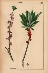 Mezereon with red berries and pink flowers, from 