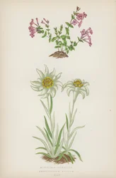 Micomeria Piperella; Leontopodium Alpinum
