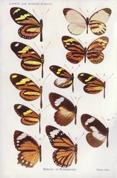 Mimicry in Butterflies