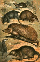Mole, Shrew, Elephant Shrew, Hedgehog, Water Shrew and Pyrenean Desman