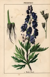 Monks hood with blue flowers, from 