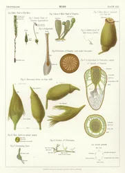 Moss