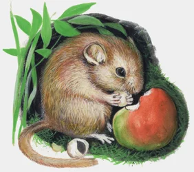 Mouse Chewing Apple