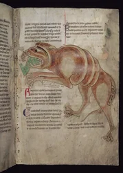Cocodrillus Swallowing a Man