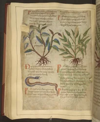 Illustrations of Petersilie, Cawel and a Snake, from an Old English Herbal originally by Apuleius (123-80AD), early 11th century