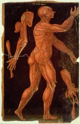 Dissection, from Anatomical Tables, by John Banister
