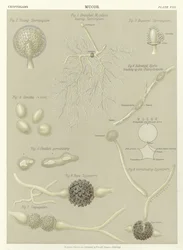 Mucor