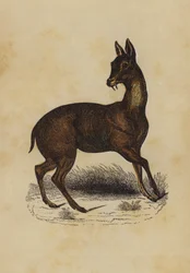 Musk Deer