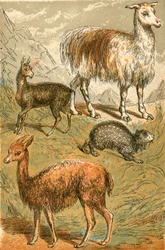 Musk Deer, Llama, Vicunia and Sooty Paca