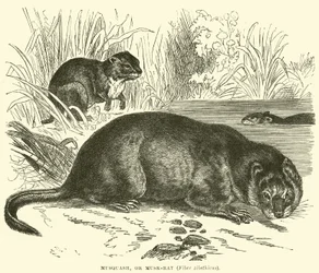 Musquash, or Musk-rat, Fiber zibethicus