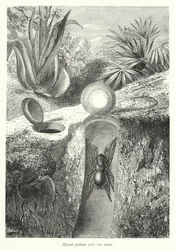 Mygale fodiens and its Nest