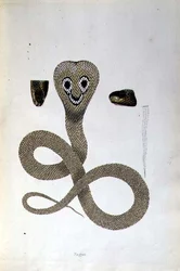 Nagoo Snake from 