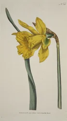 Narcissus Major (Great Daffodil), from The Botanical Magazine or Flower Garden Displayed, pub. 1793