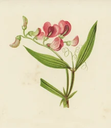 Narrow-Leaved Everlasting Pea, Lathyrus Sylvestris