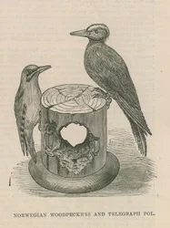 Norwegian Woodpeckers and Telegraph Pole