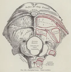 Occipital bone, outer surface (engraving)