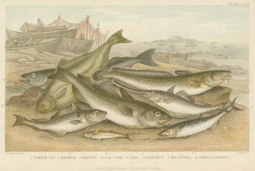 Ocean Fish