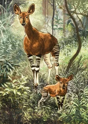 Okapis of the Congo