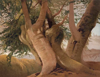 Old Beech trunks in Burnham Wood