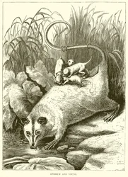 Opossum and Young