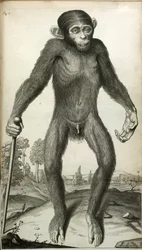 Orang-Outang, sive Homo Sylvestris: or, the Anatomy of a Pygmie compared with that of a monkey, an ape, and a man