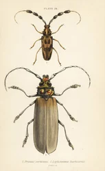 Orthomegas cinnamomeus, Prionus corticinus, and Batus barbicornis, Lophonocerus barbicornis