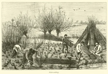 Osier-cutting