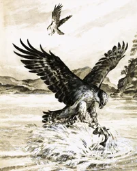 Osprey Catching a Fish