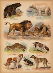 Page from The Little Folks’ Picture Natural History, c 1900