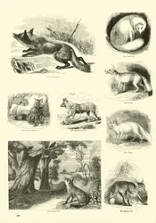 Page from The Pictorial Museum of Animated Nature