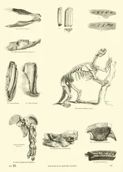 Page from The Pictorial Museum of Animated Nature