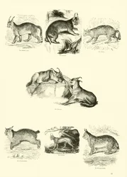 Page from The Pictorial Museum of Animated Nature