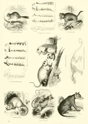 Page from The Pictorial Museum of Animated Nature