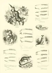 Page from The Pictorial Museum of Animated Nature