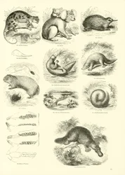 Page from The Pictorial Museum of Animated Nature