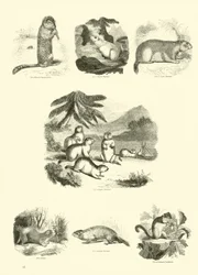 Page from The Pictorial Museum of Animated Nature
