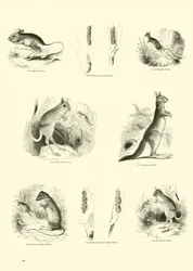 Page from The Pictorial Museum of Animated Nature